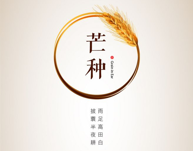 芒种丨又是一年风吹葡浪