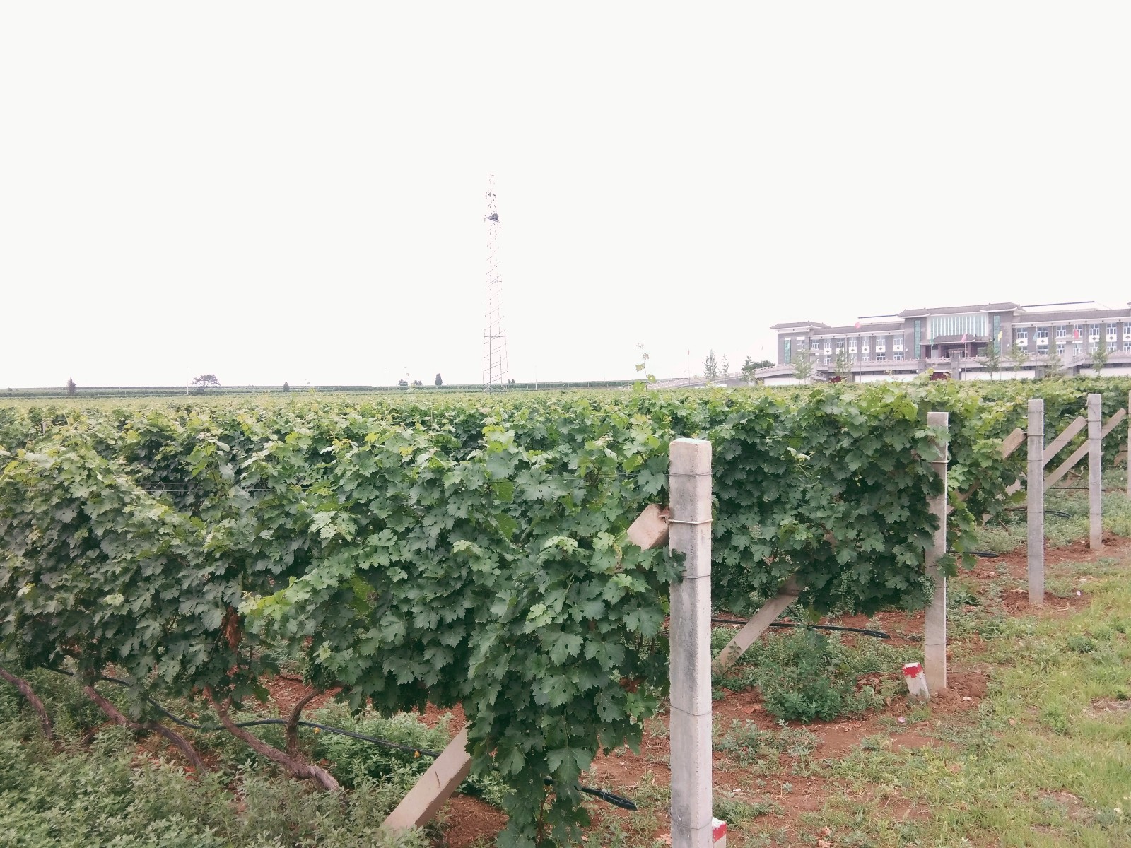 微信图片_20190620145639.jpg