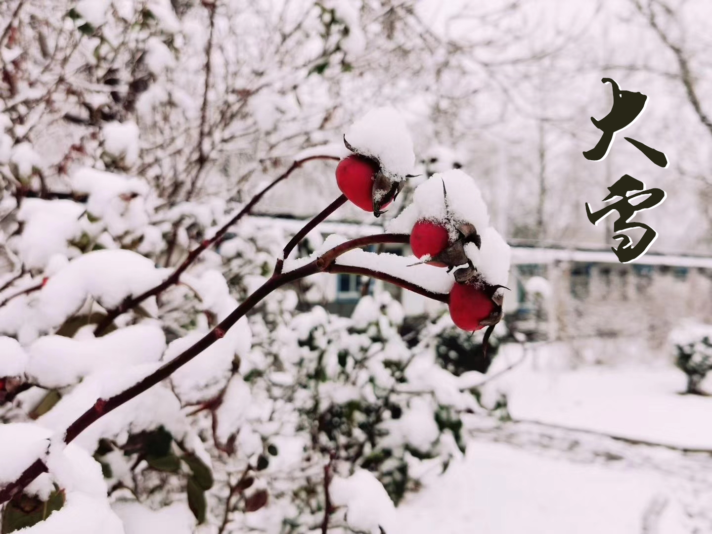 大雪 ▎万象晓一色，皓然天地中