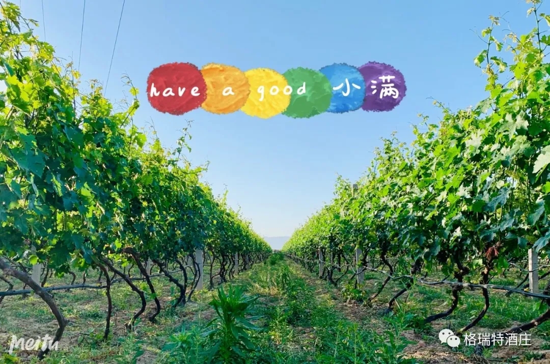 记录小满时节的酒庄、怎一美字了得！