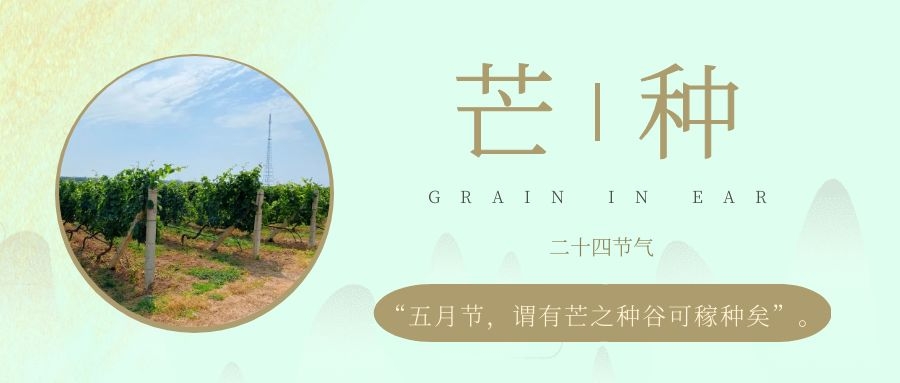 芒种 ▎风吹葡园浪，蝉鸣夏始忙