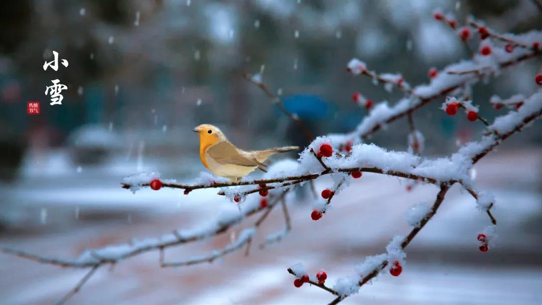 小雪 ▎等一地雪白，与岁月慢酌