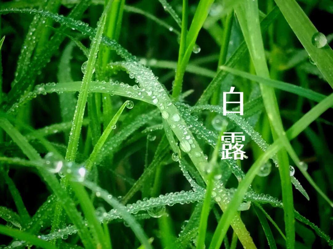 白露||霜凝秋意心自闲，岁月静美福满园